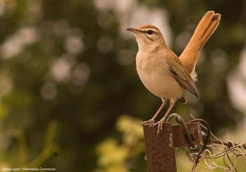 Quels sont les meilleurs secteurs pour observer l’Agrobate roux en Espagne ?