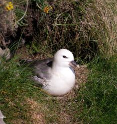 Sortie guidée de découverte des oiseaux nicheurs des falaises du Bessin (Calvados)
