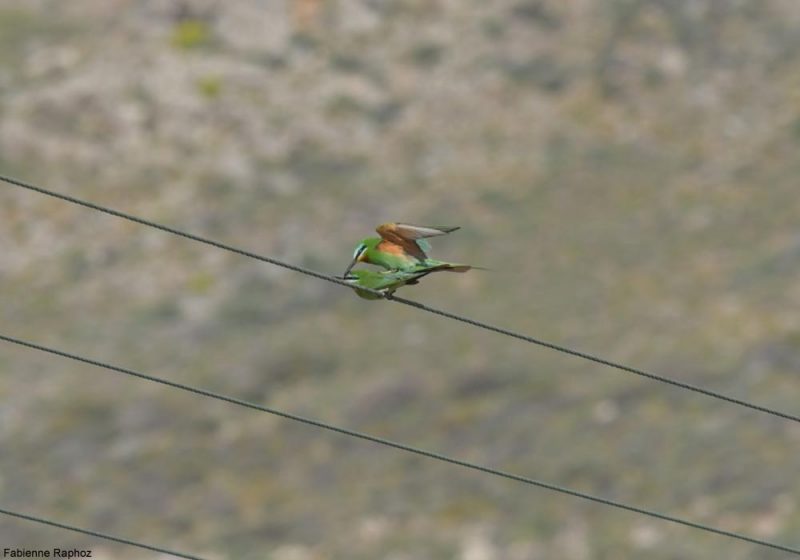 Copulation de Guêpiers de Perse en Crète