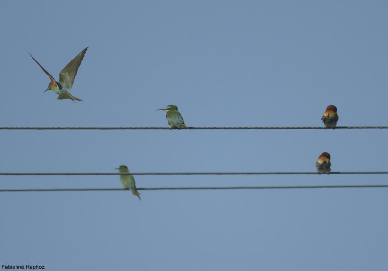 Guêpiers de Perse et d&rsquo;Europe en Grèce