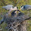 Nidification d’un couple de Hérons cendrés