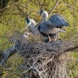 Nidification précoce d’un couple de Hérons cendrés
