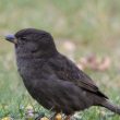 Moineau domestique au plumage sombre