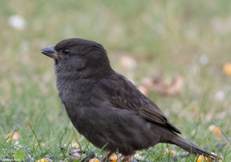 Moineau domestique au plumage sombre