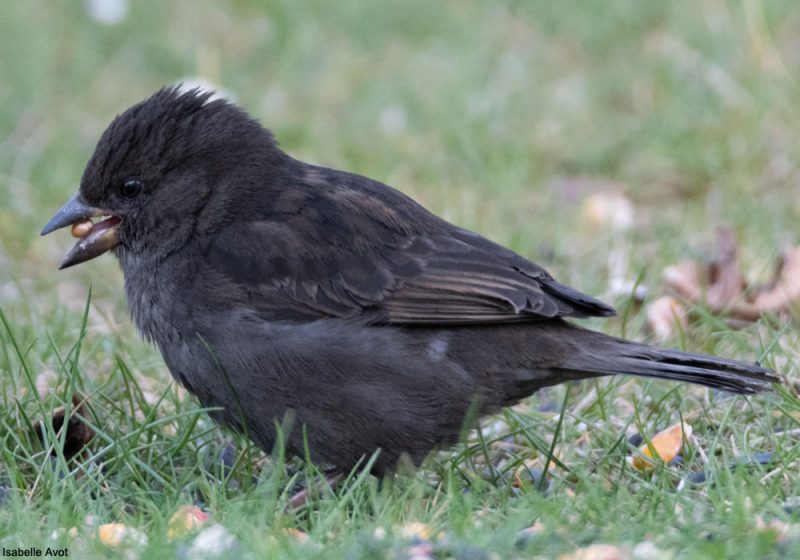 Moineau domestique anormalement sombre