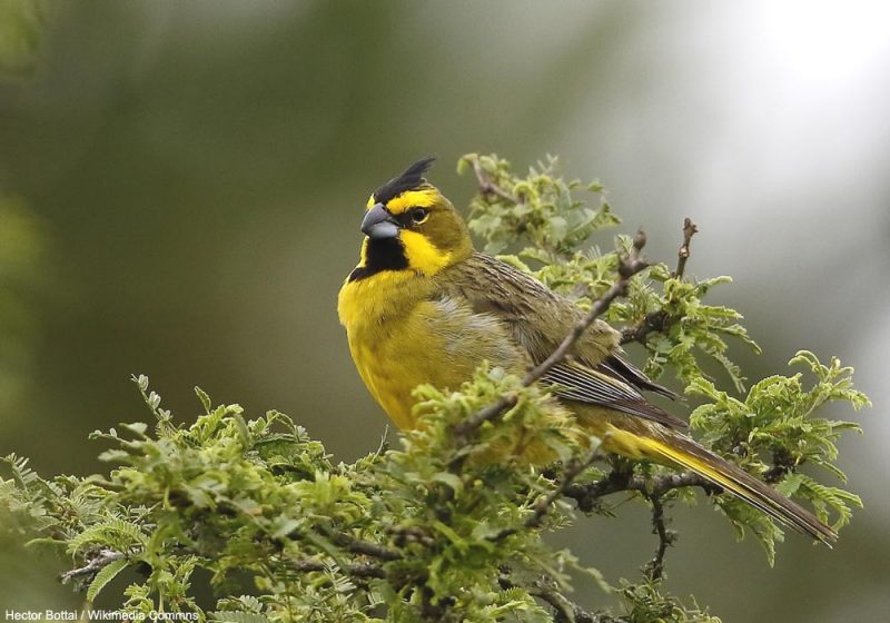 Découverte en Argentine de nouvelles zones de présence du Commandeur huppé