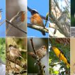 L’élection du « meilleur » oiseau chanteur de France parmi dix passereaux « candidats »