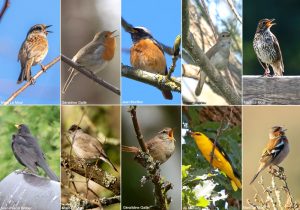 Les dix meilleurs oiseaux chanteurs de France