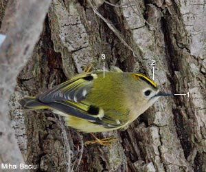 Roitelet huppé (Regulus regulus)