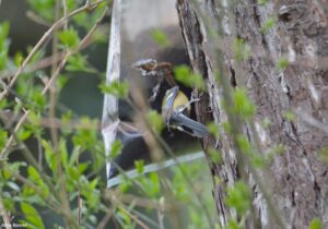 Mésange charbonnière (Parus major)