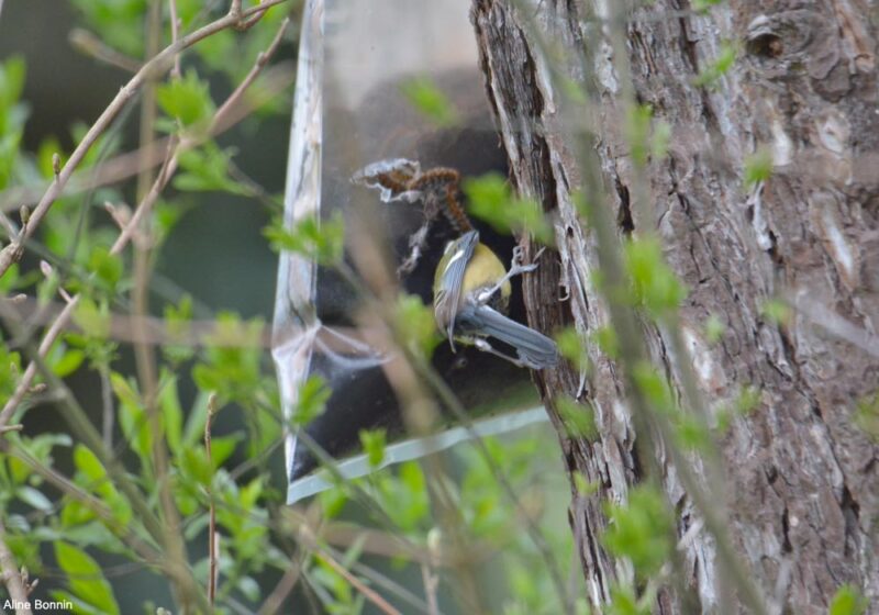 Comment favoriser certaines espèces d’oiseaux pour lutter contre la Processionnaire du pin ?
