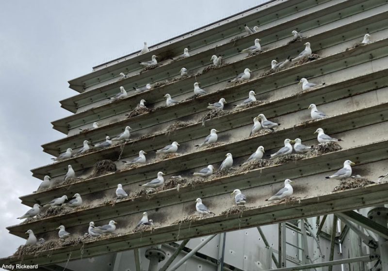 La colonie de Mouettes tridactyles la plus éloignée de la mer dans le monde est située en Grande-Bretagne