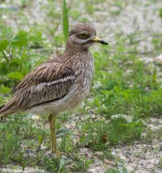 Conférence sur les oiseaux de la réserve naturelle régionale de la Boucle de Moisson (Yvelines)