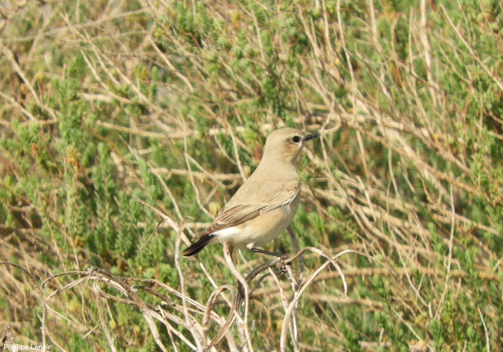 Traquet isabelle (Oenanthe isabellina)