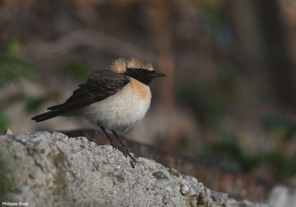 Traquet noir et blanc