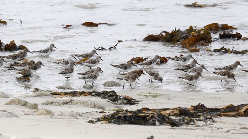 Bécasseaux sanderlings dans le Finistère