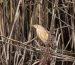 1-Blongios nain | Ixobrychus minutus | Little Bittern