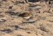 2-Bécasseau de Temminck | Calidris temminckii | Temminck&rsquo;s Stint