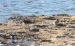 2-Bécasseau de Temminck | Calidris temminckii | Temminck&rsquo;s Stint