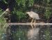 1-Bihoreau gris | Nycticorax nycticorax | Black-crowned Night Heron