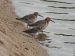 2-Bécasseau de Temminck | Calidris temminckii | Temminck&rsquo;s Stint