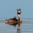 Grèbe huppé et ses poussins