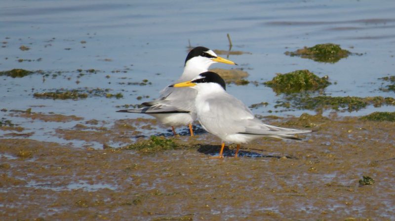 Sternes naines au Maroc