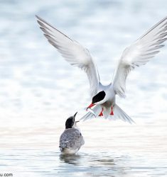 Exposition « Loire Nature »