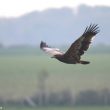 Un Aigle des steppes découvert en Normandie en mai 2022 : une donnée remarquable qui en rappelle deux autres