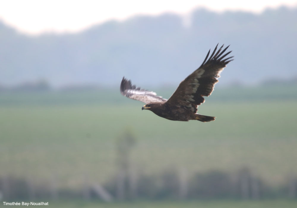 Aigle des steppes (Aquila nipalensis) de seconde année