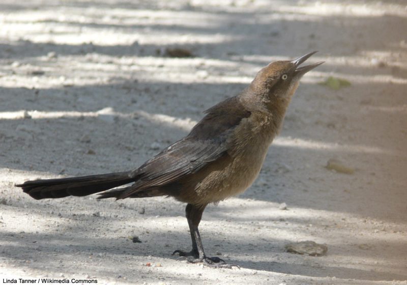 Le chant chez les femelles des oiseaux, un domaine encore mal connu