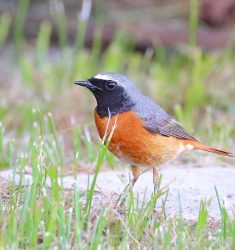 Comptage national printanier des oiseaux des jardins en France