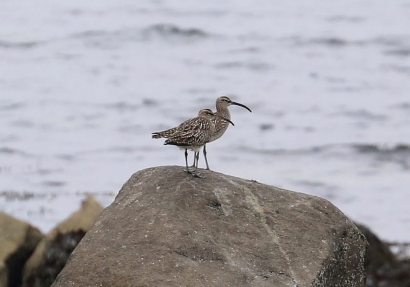 Courlis corlieux dans le Finistère