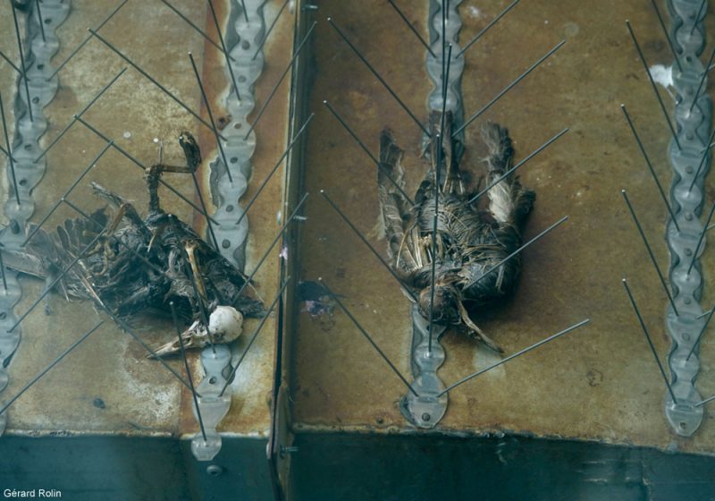 Étourneaux sansonnets empalés