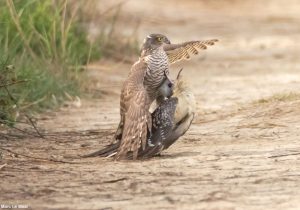 Épervier d’Europe (Accipiter nisus) ayan attrapé un Coucou geai (Clamator glandarius)
