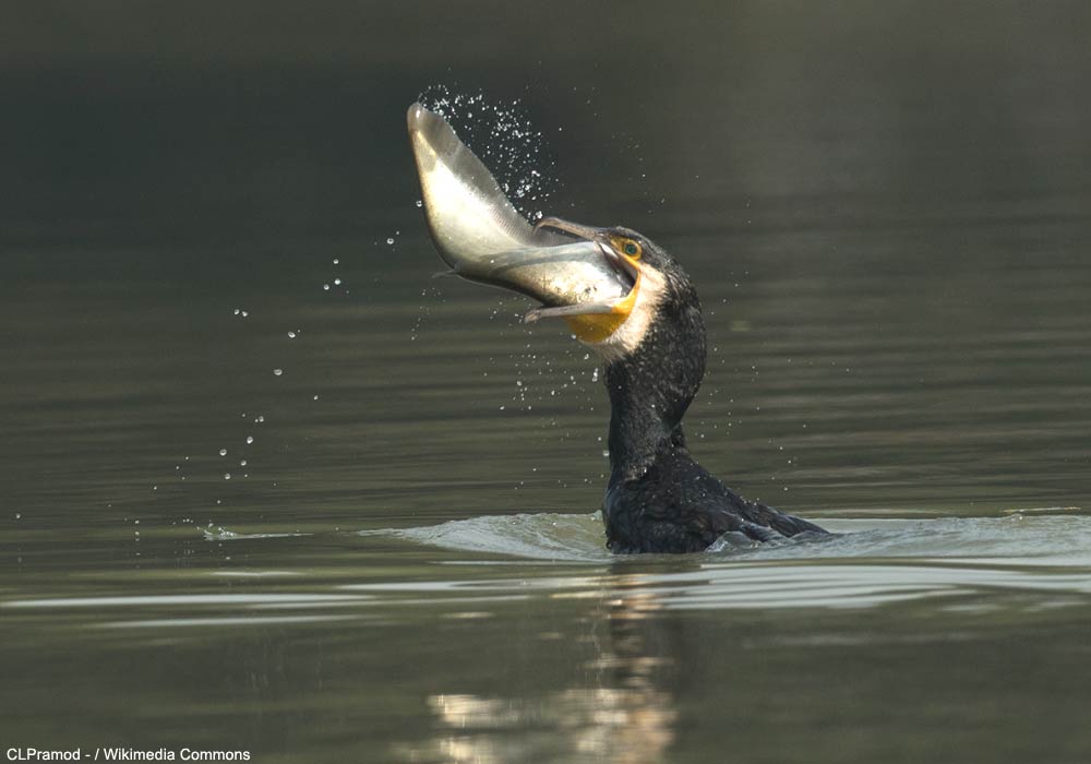 Grand Cormoran avalant un poisson
