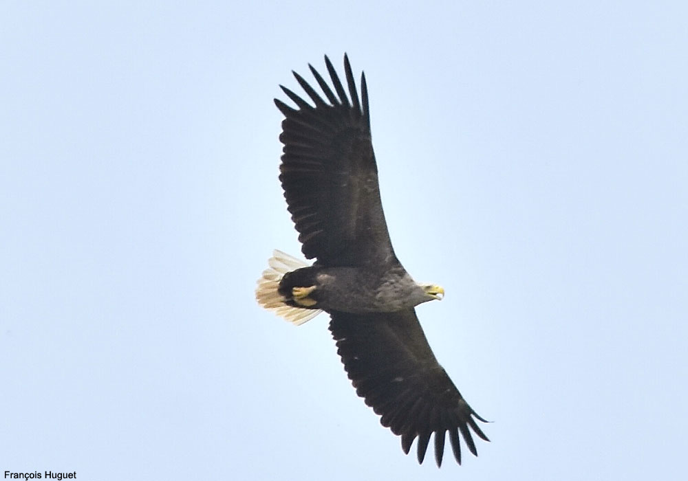 Pygargue à queue blanche (Haliaeetus albcilla) adulte