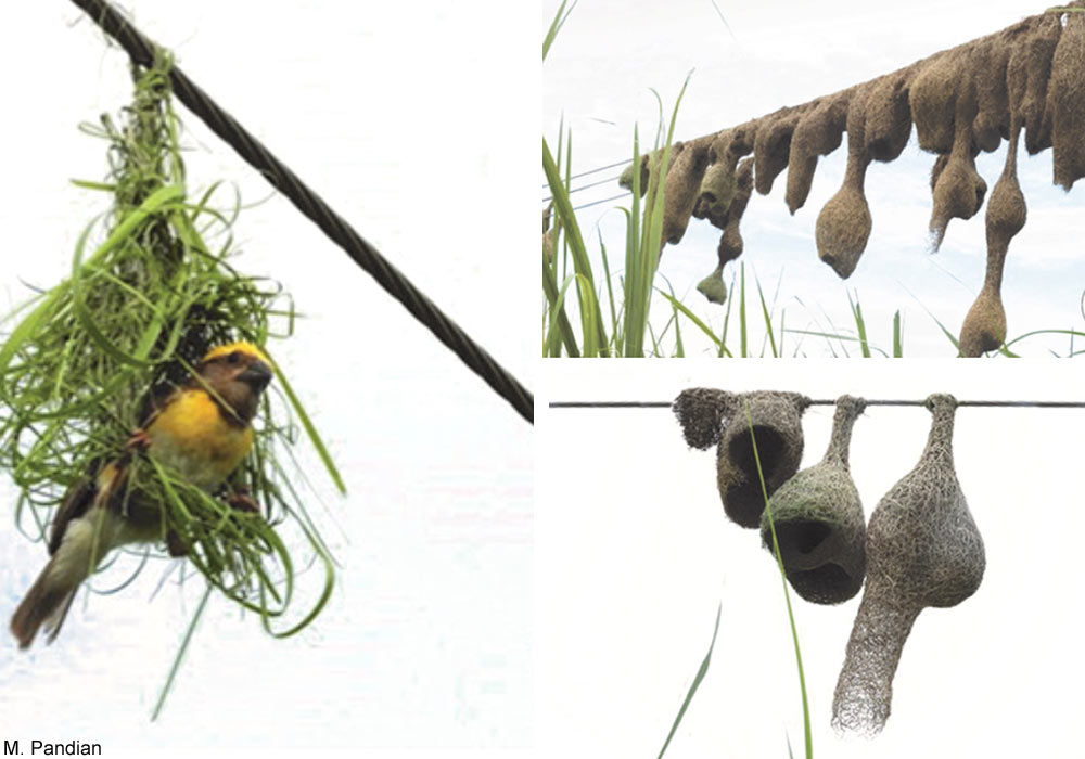 Tisserin baya (Ploceus philippinus)