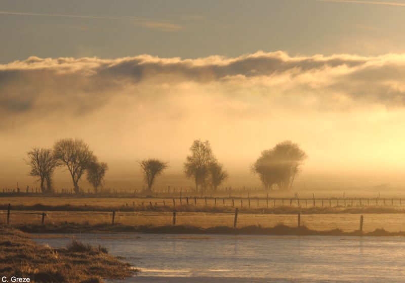 Observer les oiseaux dans les prairies humides d’altitude de la narse de Nouvialle (Cantal)