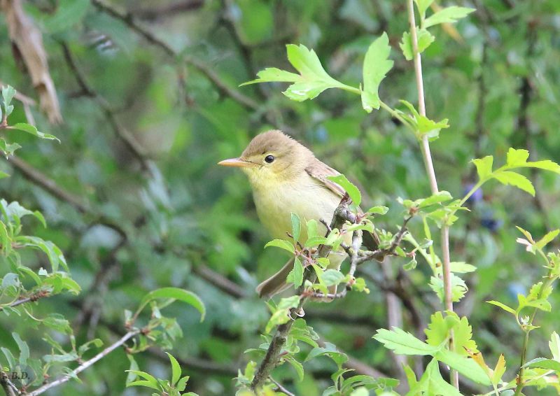 Hypolaïs polyglotte