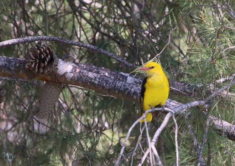 Loriot d&rsquo;Europe mâle en Andalousie