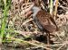 6-Râle d&rsquo;eau | Rallus aquaticus | Water Rail
