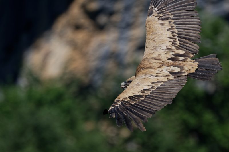 Vautour fauve en Aragon