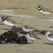 Comptage ornithologique dans la réserve naturelle de la baie de Saint-Brieuc