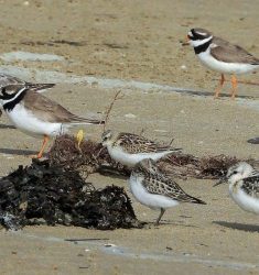 Comptage ornithologique dans la réserve naturelle de la baie de Saint-Brieuc