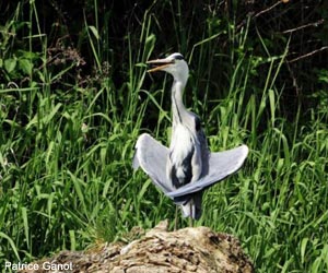 Héron cendré prenant un bain de soleil