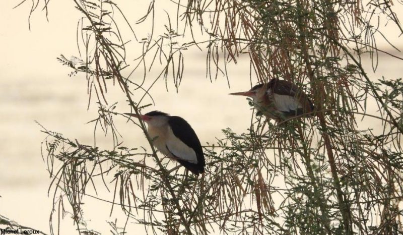 Blongios nains sur les bords du Nil