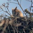 Hibou moyen-duc dans son nid
