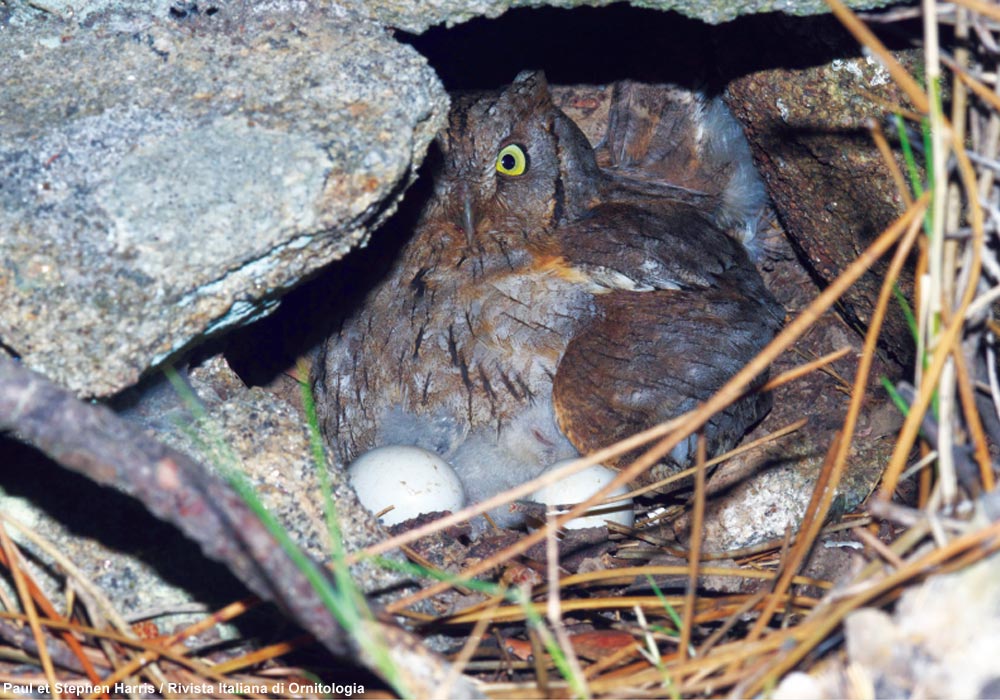 Petit-duc scops (Otus scops) nichant au sol