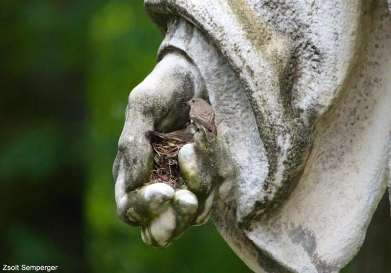 Un nid insolite de Gobemouches gris construit dans la main d’une statue au printemps 2022
